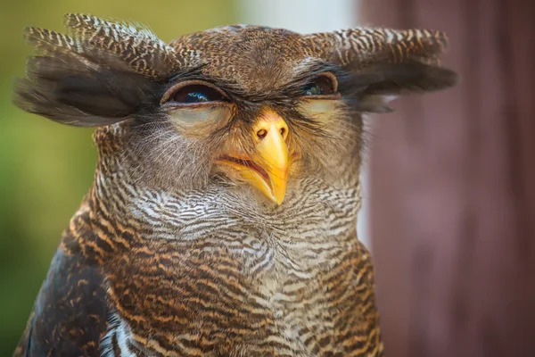 Owl portrait close up of yellow eyes