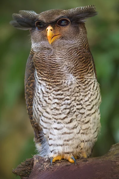 Портрет сови крупним планом жовті очі — стокове фото