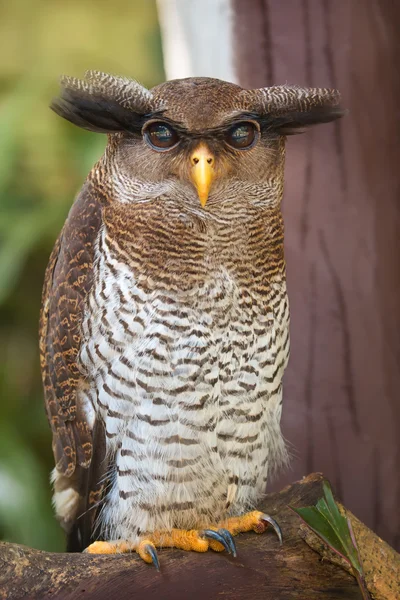 Owl portrait close up of yellow eyes — Stock Photo, Image