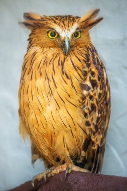 Buffy balık baykuşu portre sarı gözleri kapat