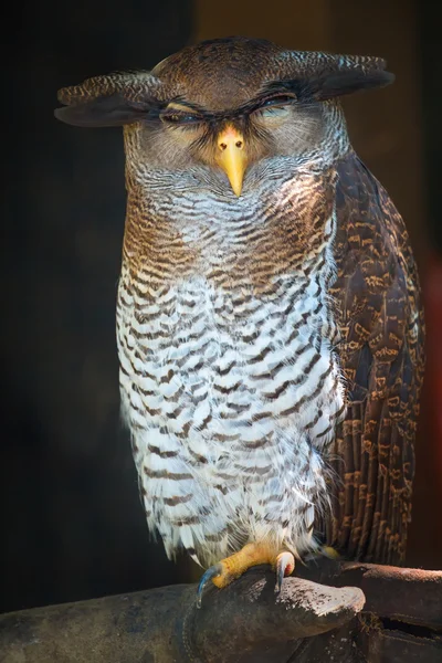Owl portrait närbild på gula ögon — Stockfoto