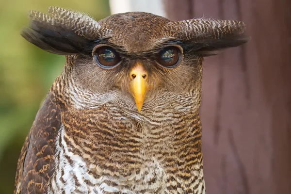 Owl portrait närbild på gula ögon — Stockfoto