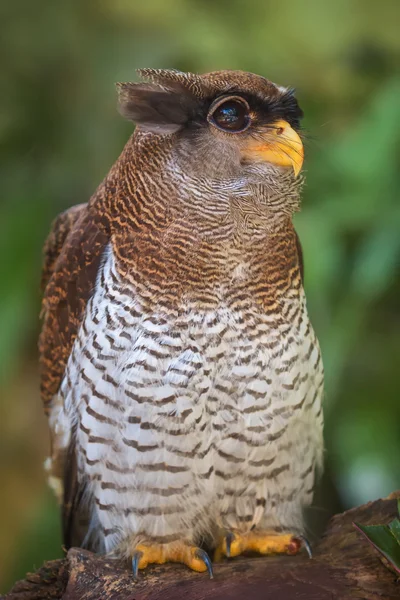 Портрет совы вблизи смешного лица — стоковое фото