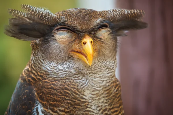 Owl portrait närbild på roliga ansikte — Stockfoto