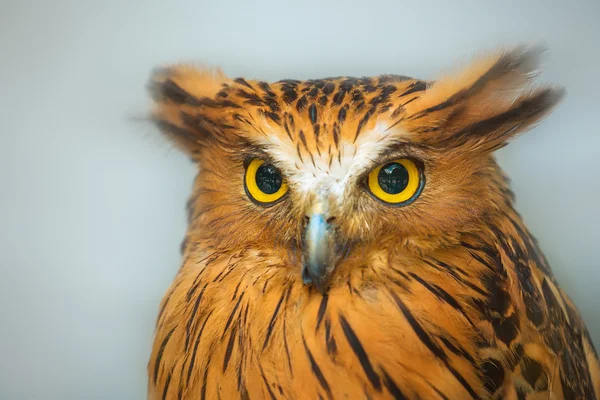 Buffy Fish Owl portrait close up of yellow eyes — Stock Photo, Image