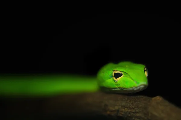 Восточная змея, зелёная гадюка с Борнео — стоковое фото