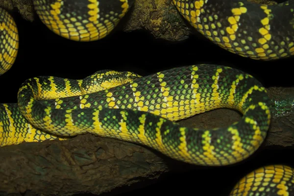 Serpiente látigo oriental, víbora verde de Borneo —  Fotos de Stock