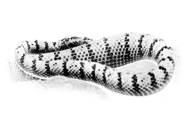Retrato preto e branco de cobra chicote oriental, víbora verde — Fotografia de Stock