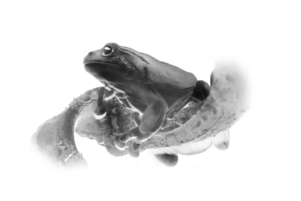 Black and white portrait of tropical frog — Stock Photo, Image