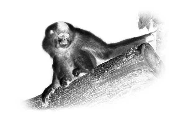 Černobílý portrét jablíčka žlutá Gibbon. — Stock fotografie