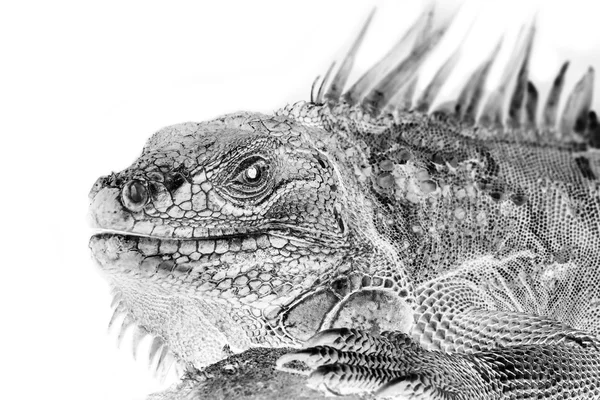 Retrato preto e branco de Iguana Verde, Réptil — Fotografia de Stock