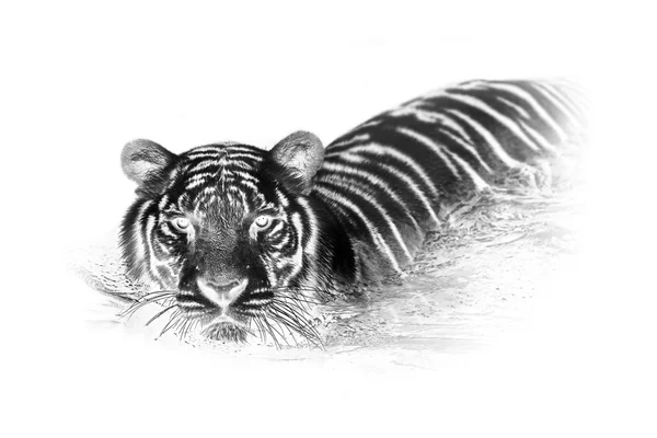 Zwart en wit portret van witte tijger. — Stockfoto