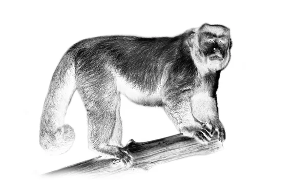 갈색 카푸 친 회 원숭이의 흑백 초상화 — 스톡 사진
