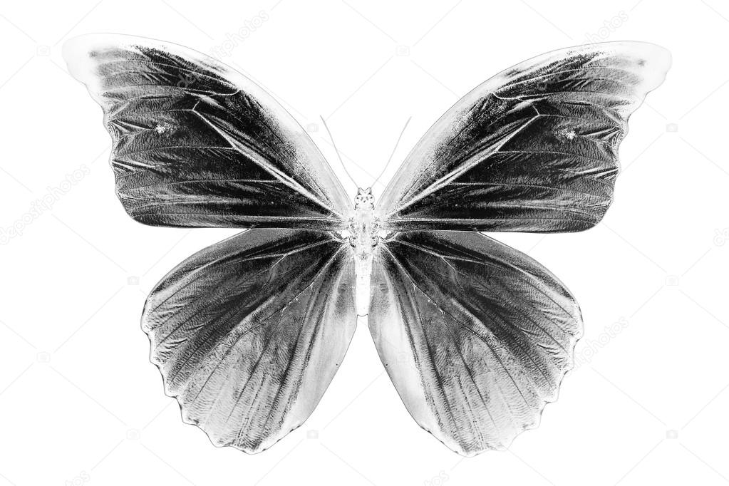 Black and white image of beautiful butterfly background
