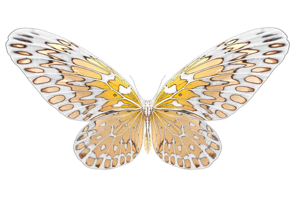 화려한 날개를 가진 아름 다운 나비의 흑인과 백인 이미지 — 스톡 사진