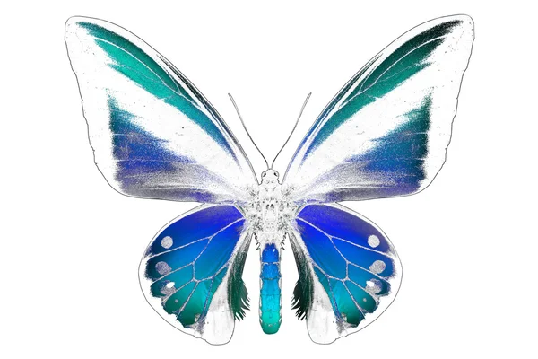 Imagen en blanco y negro de la hermosa mariposa con alas de colores — Foto de Stock