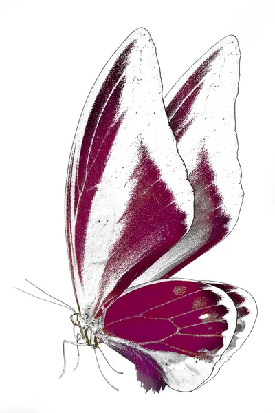 Imagem preto e branco de borboleta bonita com asas coloridas — Fotografia de Stock