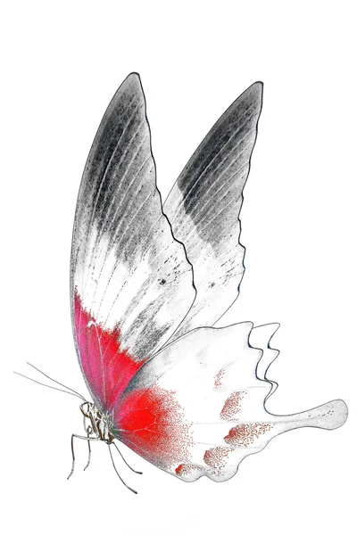 Schwarz-Weiß-Bild des schönen Schmetterlings mit bunten Flügeln — Stockfoto
