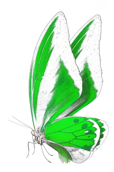 Image en noir et blanc d'un beau papillon aux ailes colorées — Photo