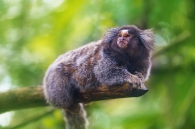 Ortak Marmoset Callithrix jacchus