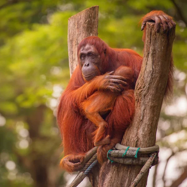 Arka plan olarak orman ile oturan yetişkin orangutan