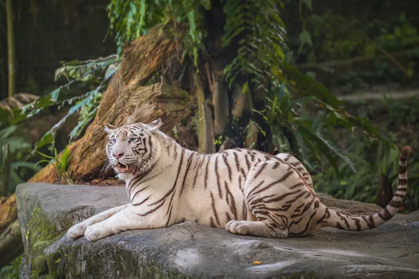 Witte tijger symbool van succes — Stockfoto