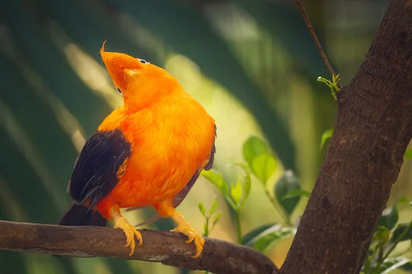 橙色的五彩鸟，cotinga，在岩石上的公鸡 — 图库照片