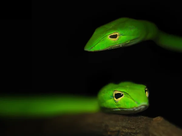 Восточная змея, зелёная гадюка с Борнео — стоковое фото