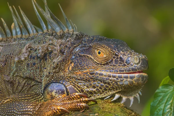 Primer plano de una Iguana Verde, Reptil —  Fotos de Stock