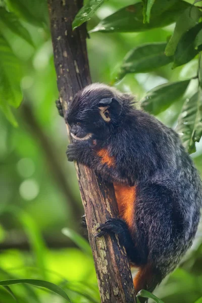 Tamarín de labios blancos, mono sentado en un árbol . — Foto de Stock