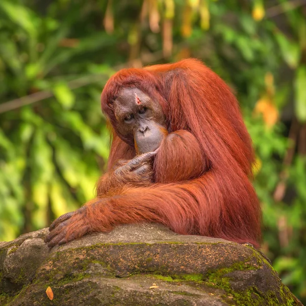 Orangutan στον ζωολογικό κήπο της Σιγκαπούρης — Φωτογραφία Αρχείου