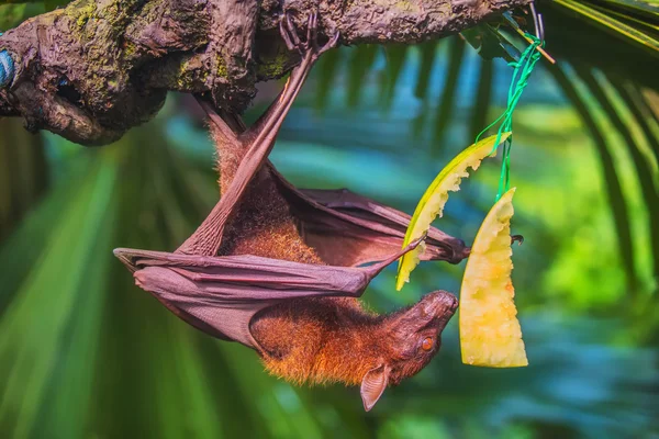 Pipistrello malese appeso a un ramo d'albero — Foto Stock