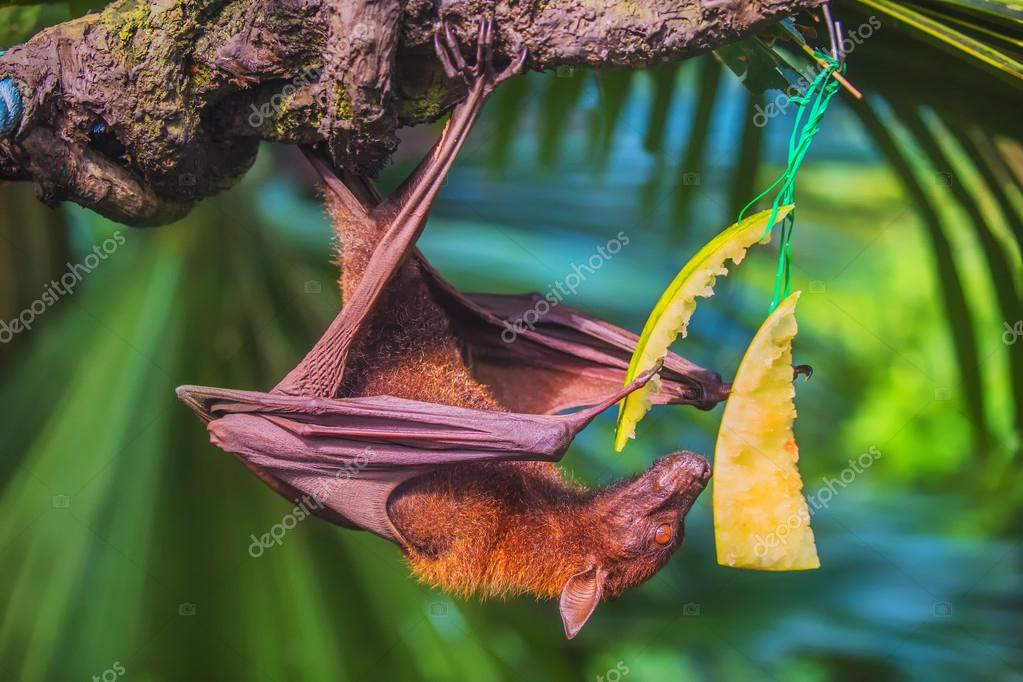 Malayan bat hanging on a tree branch Stock Photo by ©boule1301 82032510
