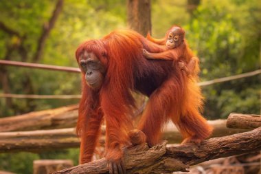 Young orangutan is sleeping on its mother clipart