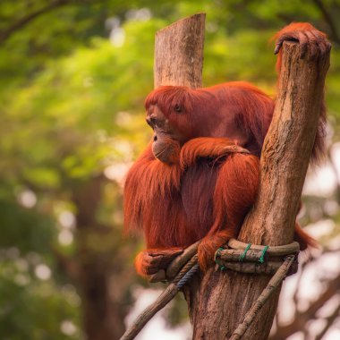 Singapur Hayvanat Bahçesinde Orangutan