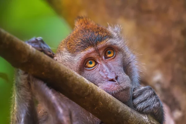 Macaco come cangrejos, macaco de cola larga, Macaca fascicularis —  Fotos de Stock