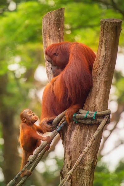 Dorosły orangutan siedzi z dżungli jako tło — Zdjęcie stockowe