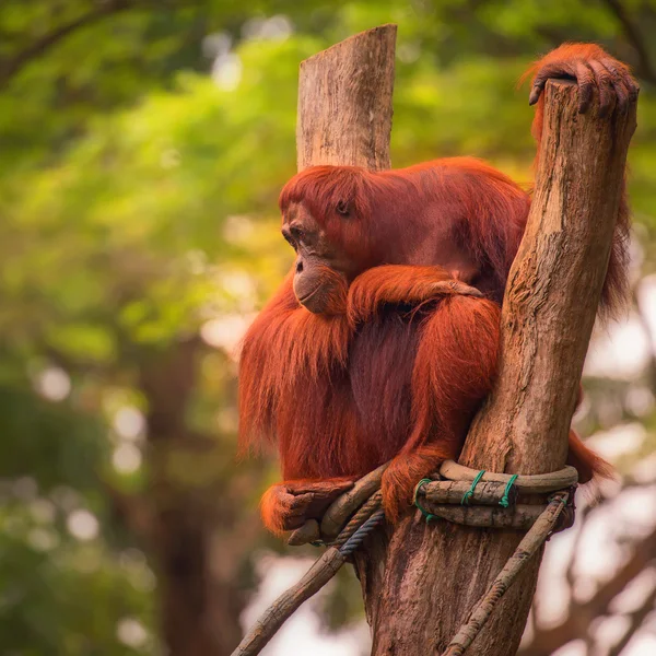 Orangutan στον ζωολογικό κήπο της Σιγκαπούρης — Φωτογραφία Αρχείου