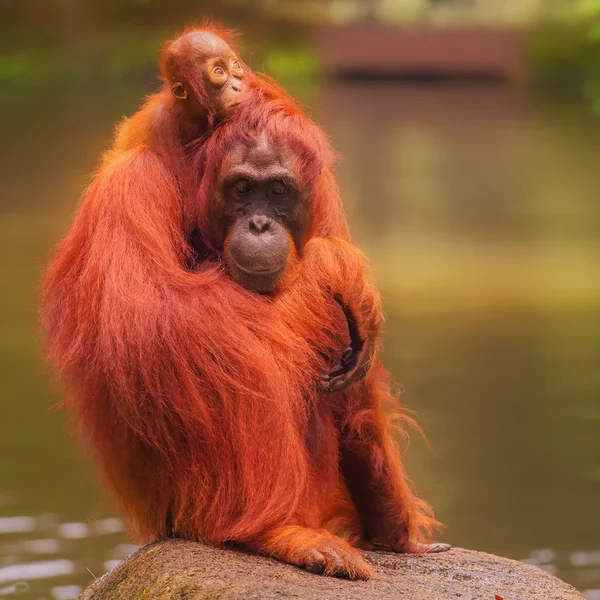 Jovem orangotango está dormindo em sua mãe — Fotografia de Stock
