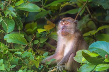 Crab-eating, long-tailed macaque, Macaca fascicularis clipart
