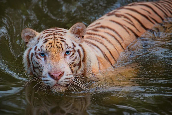 Fehér tigris szimbólum a siker — Stock Fotó