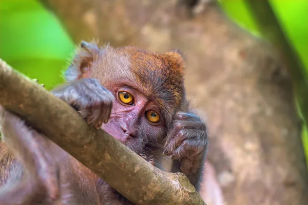 Makákó, hosszú farkú makákó, Macaca fascicularist — Stock Fotó