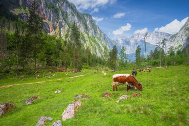 Berchtesgaden Ulusal Parkı 'nda Jenner Dağı yakınlarındaki Konigsee ve Obersee gölleri arasında kahverengi ve beyaz inekler, Yukarı Bavyera Alpleri, Almanya, Avrupa.