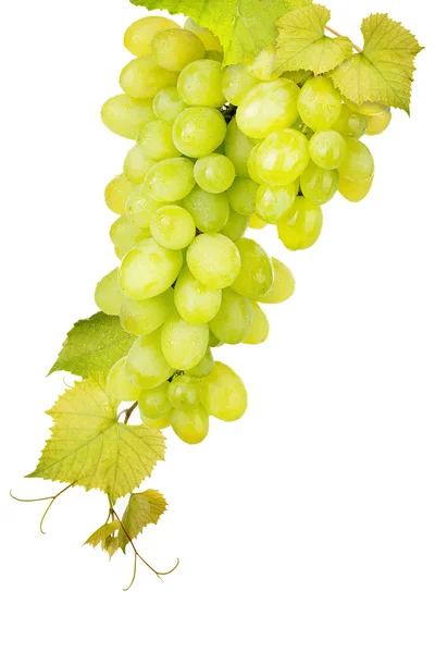 Witte druif geïsoleerd — Stockfoto