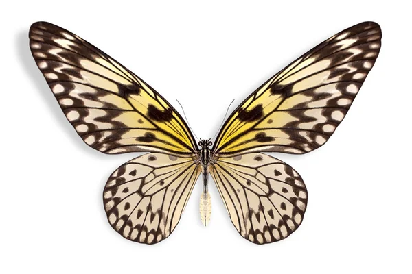 Schöner Schmetterling Hintergrund — Stockfoto