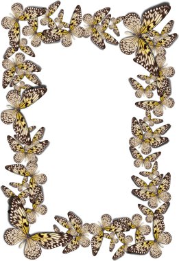 güzel kelebek arka plan