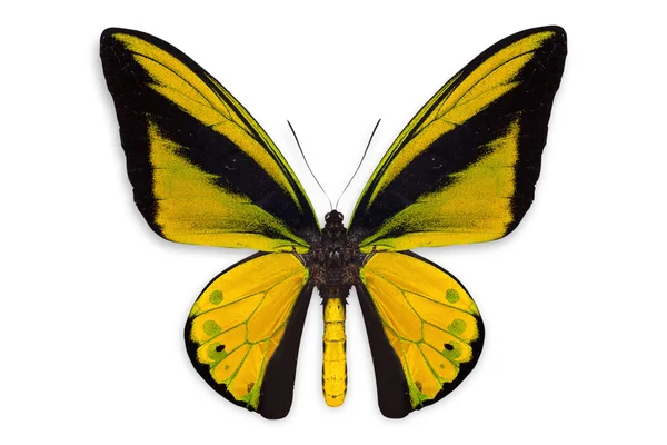 Piękny motyl tło — Zdjęcie stockowe
