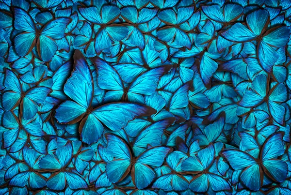 Beau fond papillon — Photo