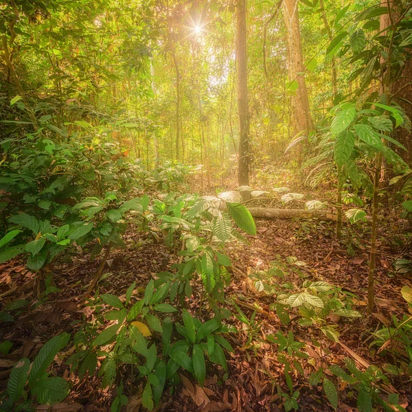 Hermoso paisaje de montaña, Chiang Mai, Tailandia — Foto de Stock