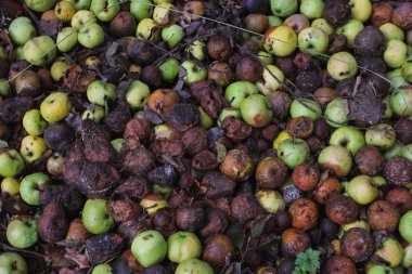 Çürüyen elma ve armut - Görünümü Kapat